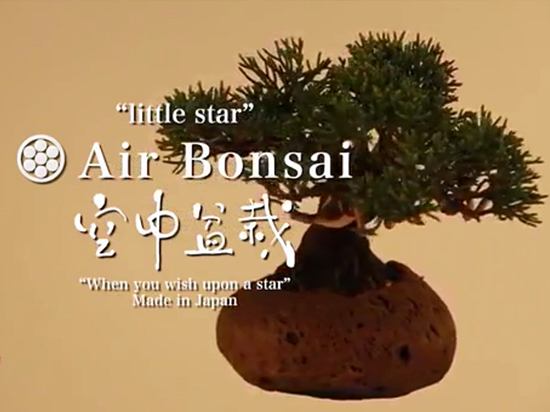   视频：日本空中悬浮盆景给生活增添情趣