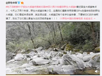 系统级影像力助力科考，荣耀30系列再次拍到野生大熊猫